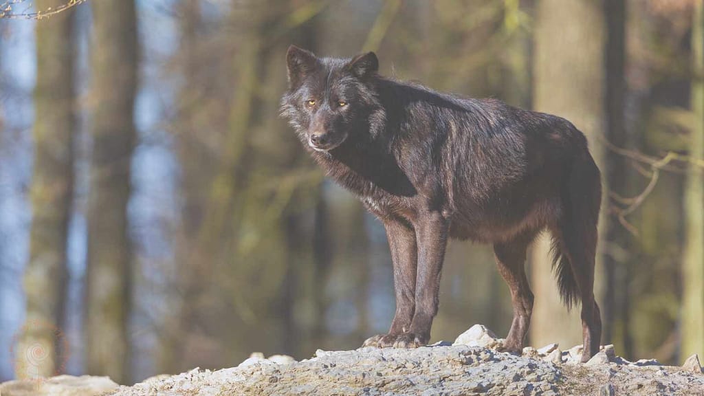 schwarzer wolf im wald krafttier im schamanismus