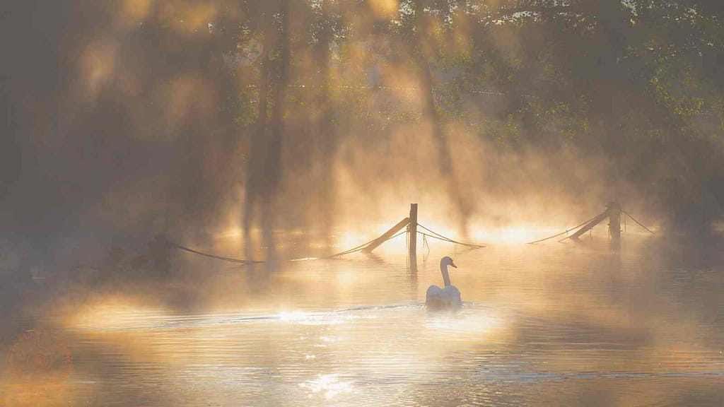 schwan schwimmt auf see in der morgendämmrung
