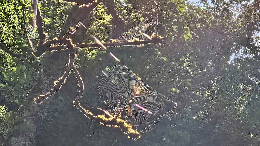 spinnennetz im baum in der sonne