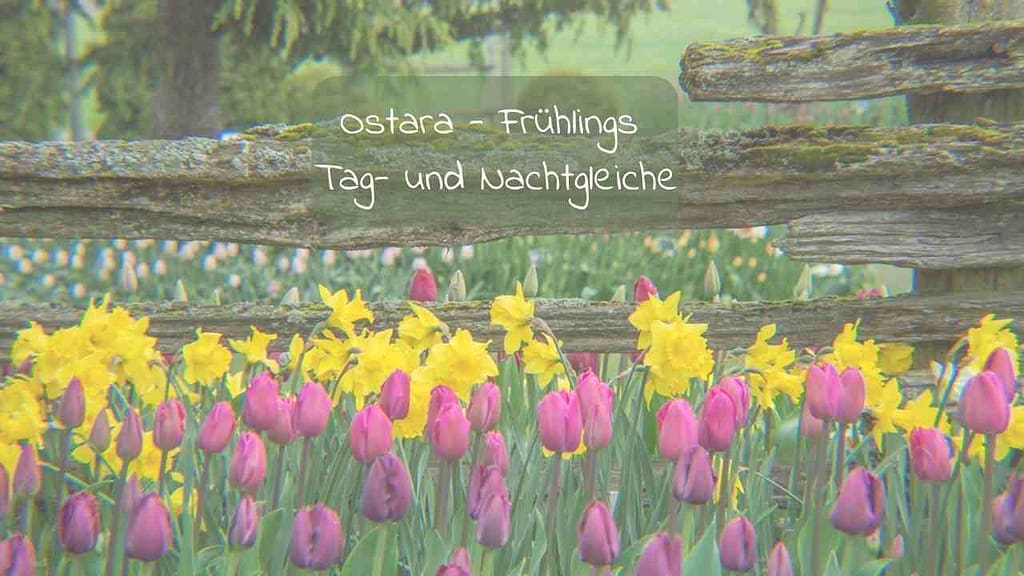 jahreskreisfest Ostara frühlings tagundnachtgleiche bunte tulpen