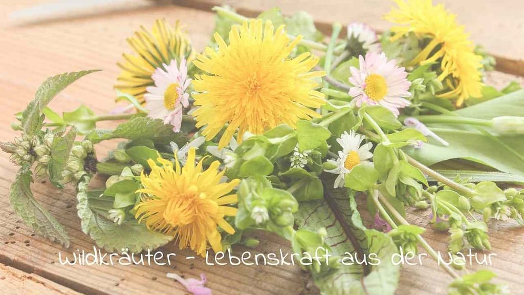 wildkräuter löwenzahn gänseblümchen vogelmiere zu ostara
