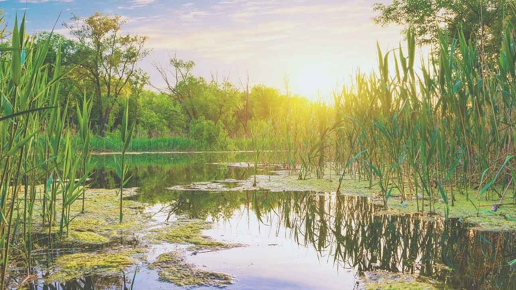 ein verwunschener see mit seerosen und schilfgras di esonne und wolken spiegeln sich im wasser die natur ist beseelt