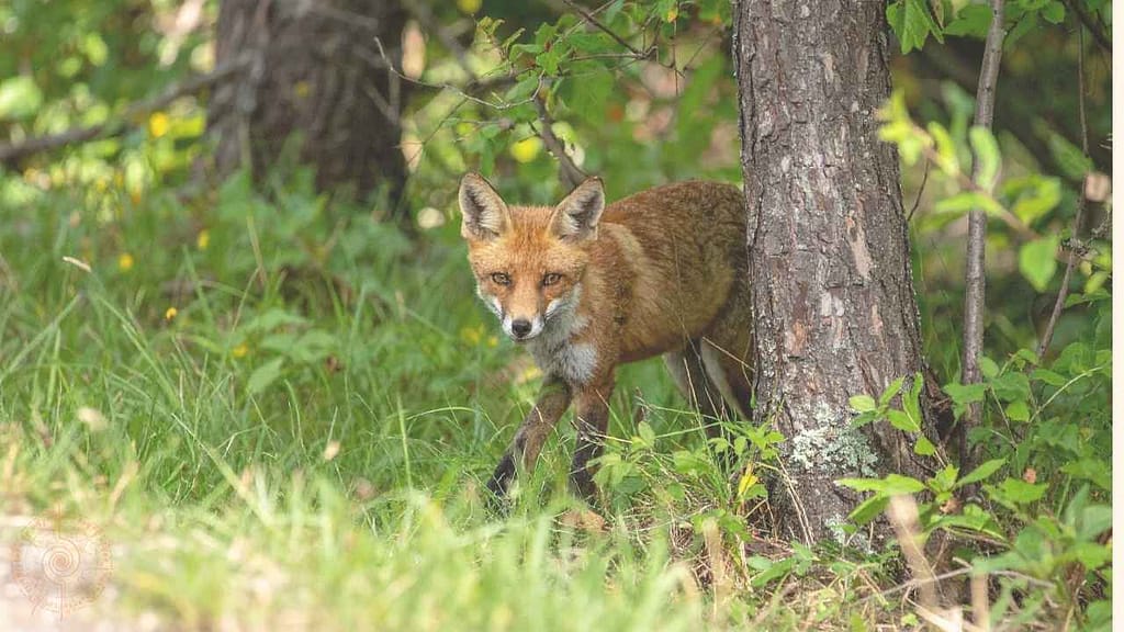 ein fuchs hinter einem baum im gras alles ist beseelt