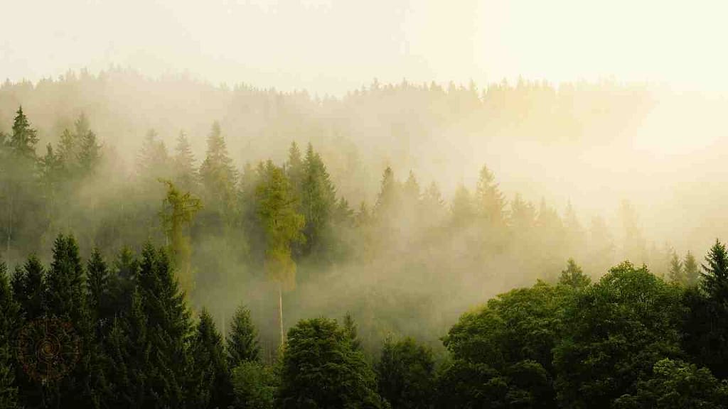 heilen mit der kraft der natur nebelwald