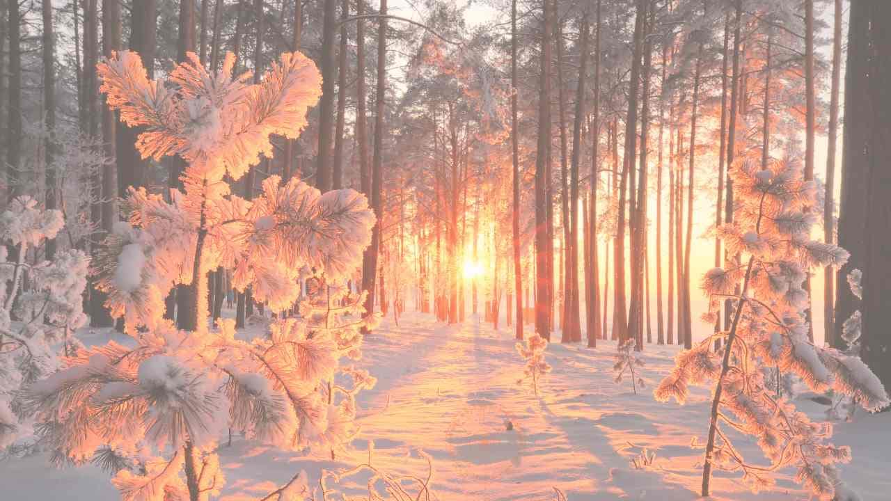 sonnenuntergang im wald mit schnee wintersonnwende rituale