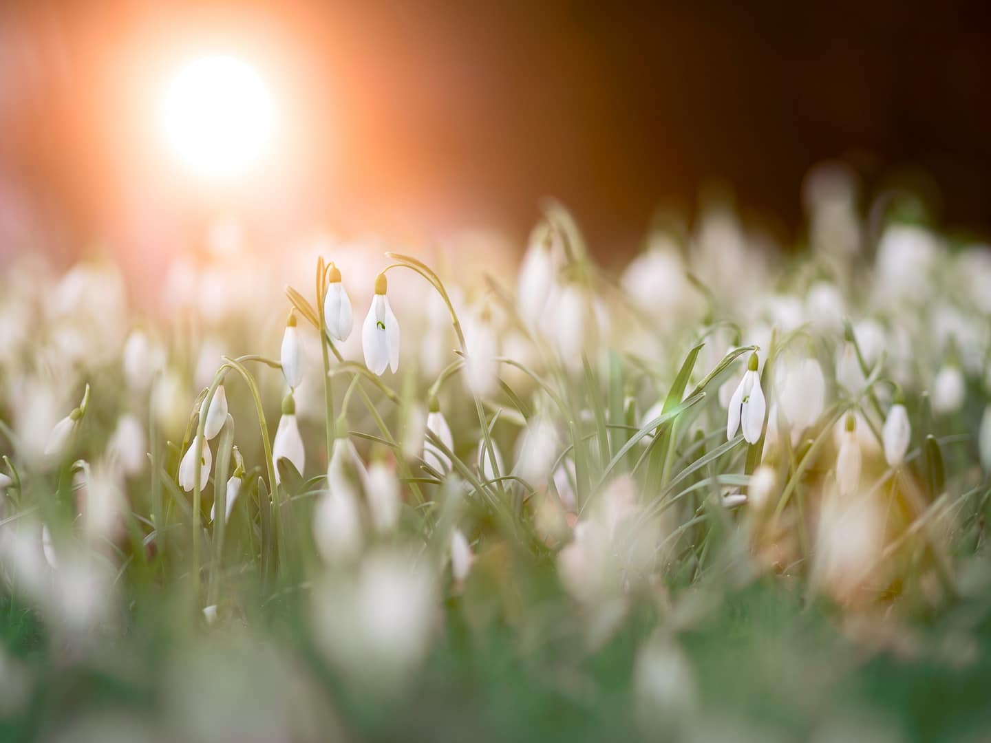 Imbolc - Rückkehr des Lichtes