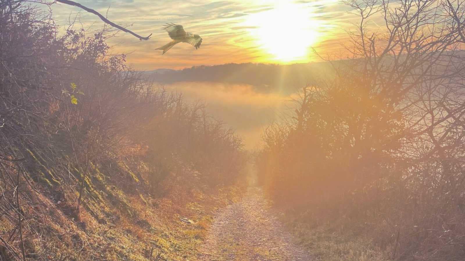 die anderswelt im schamanismus waldweg sonne vogel